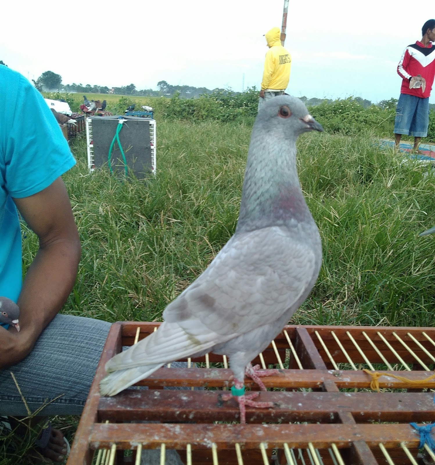 Merpati Balap Tinggian 2016