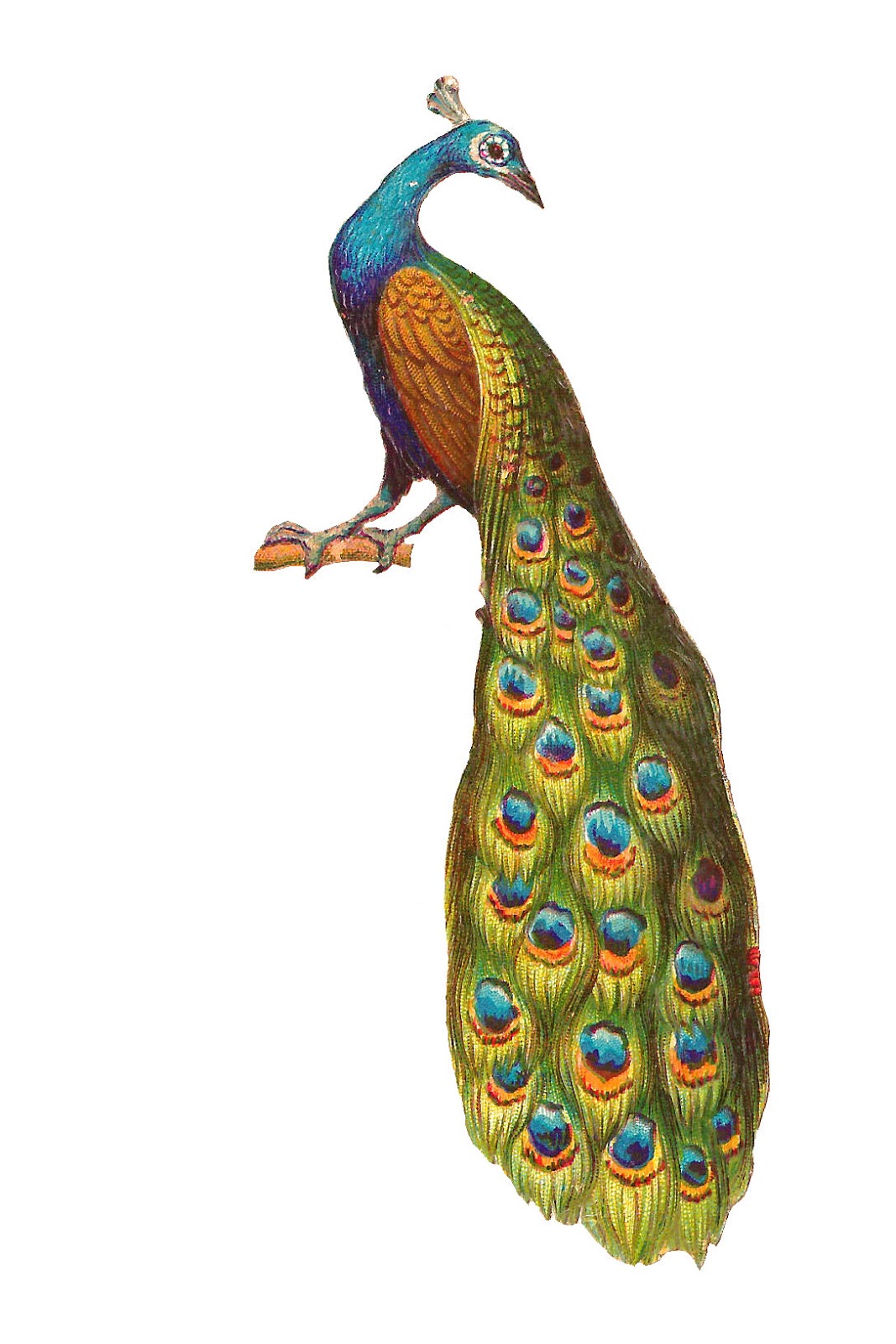 clipart pictures peacock - photo #12