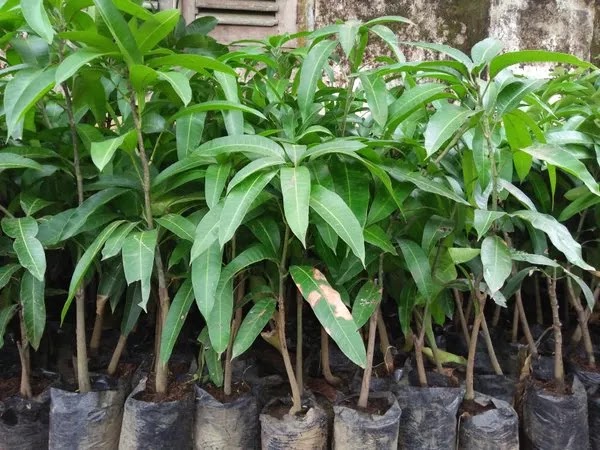 bibit pohon mangga kiojay produk asli mudah tumbuh Kabanjahe