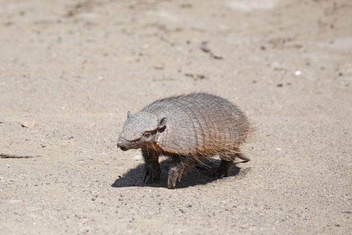 Los armadillos, reliquias acorazadas