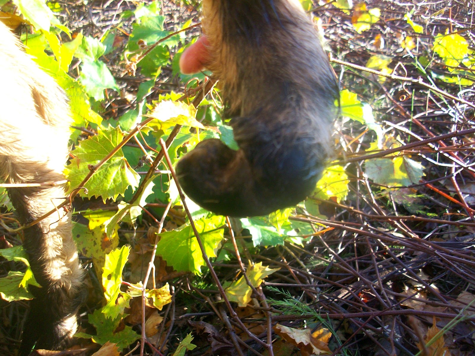 Natural cure (and prevention) for foot rot in goats and other animals