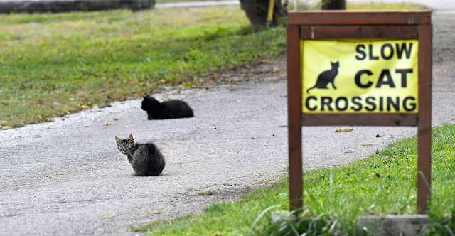 Slow cat crossing sign