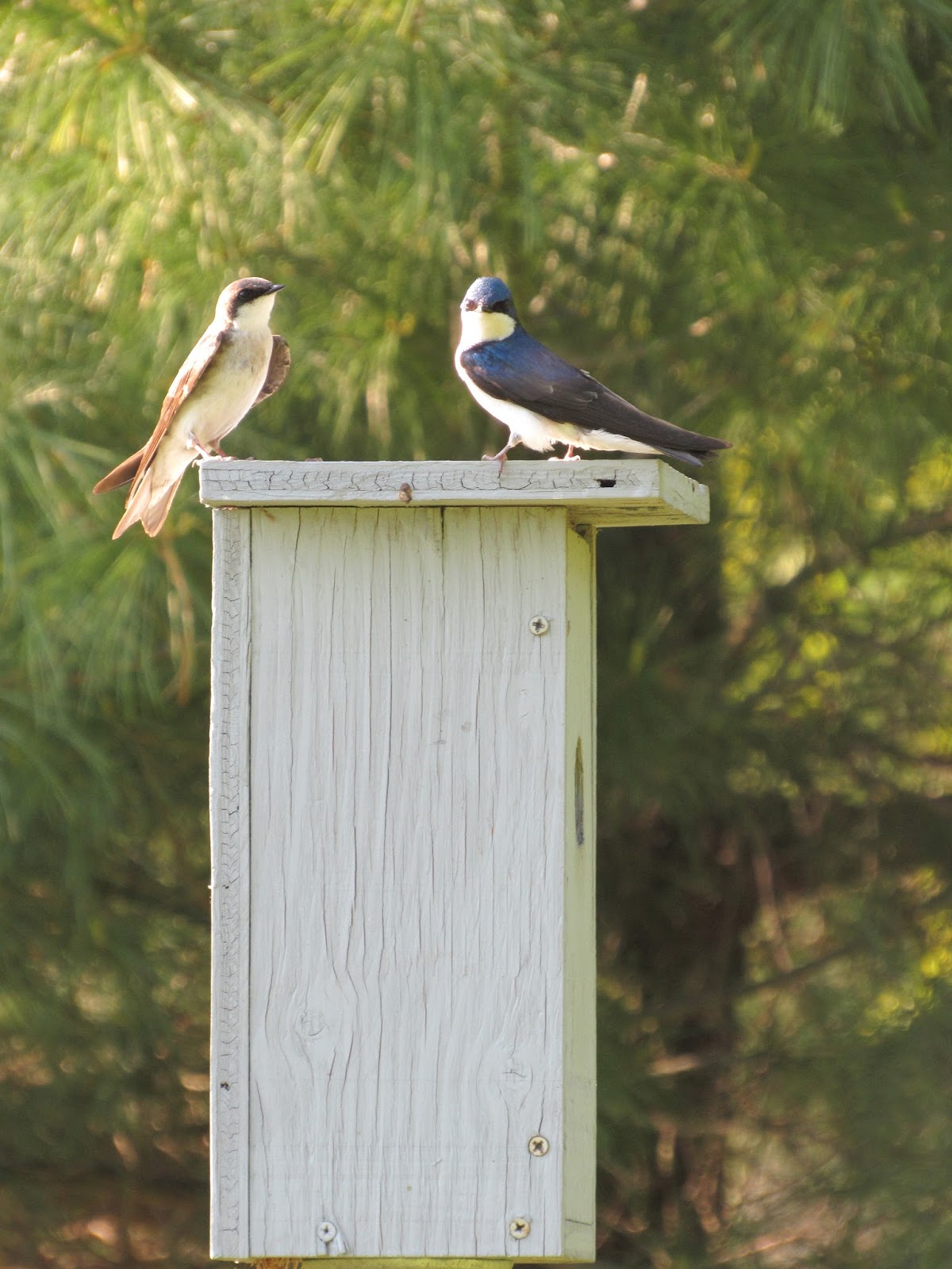 Tree Swallow Bird Houses Lebians Sex