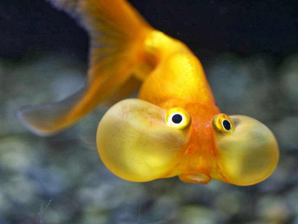 Carrasius Auratus Japon Balığı