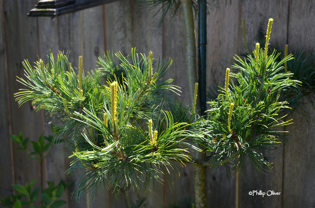 Open Gardens Bostwick garden