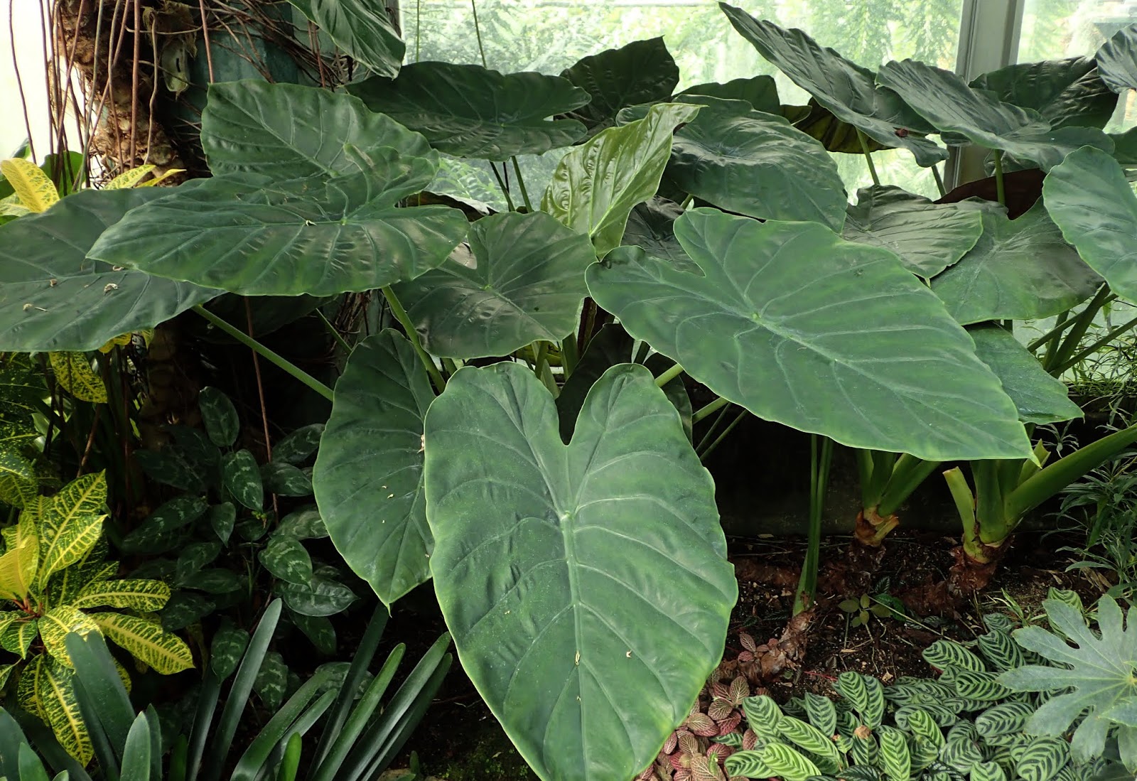 Dark elephant ear plant