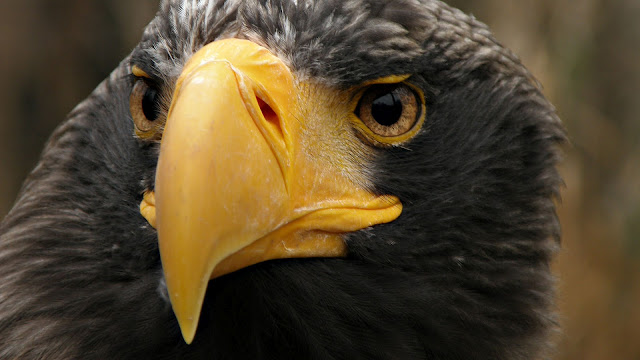Very beautiful close up portrait photo of a eagle