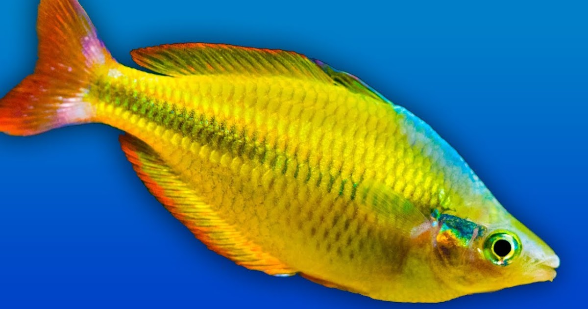 Understand the Rainbowfish Feed Type fishhobbyist