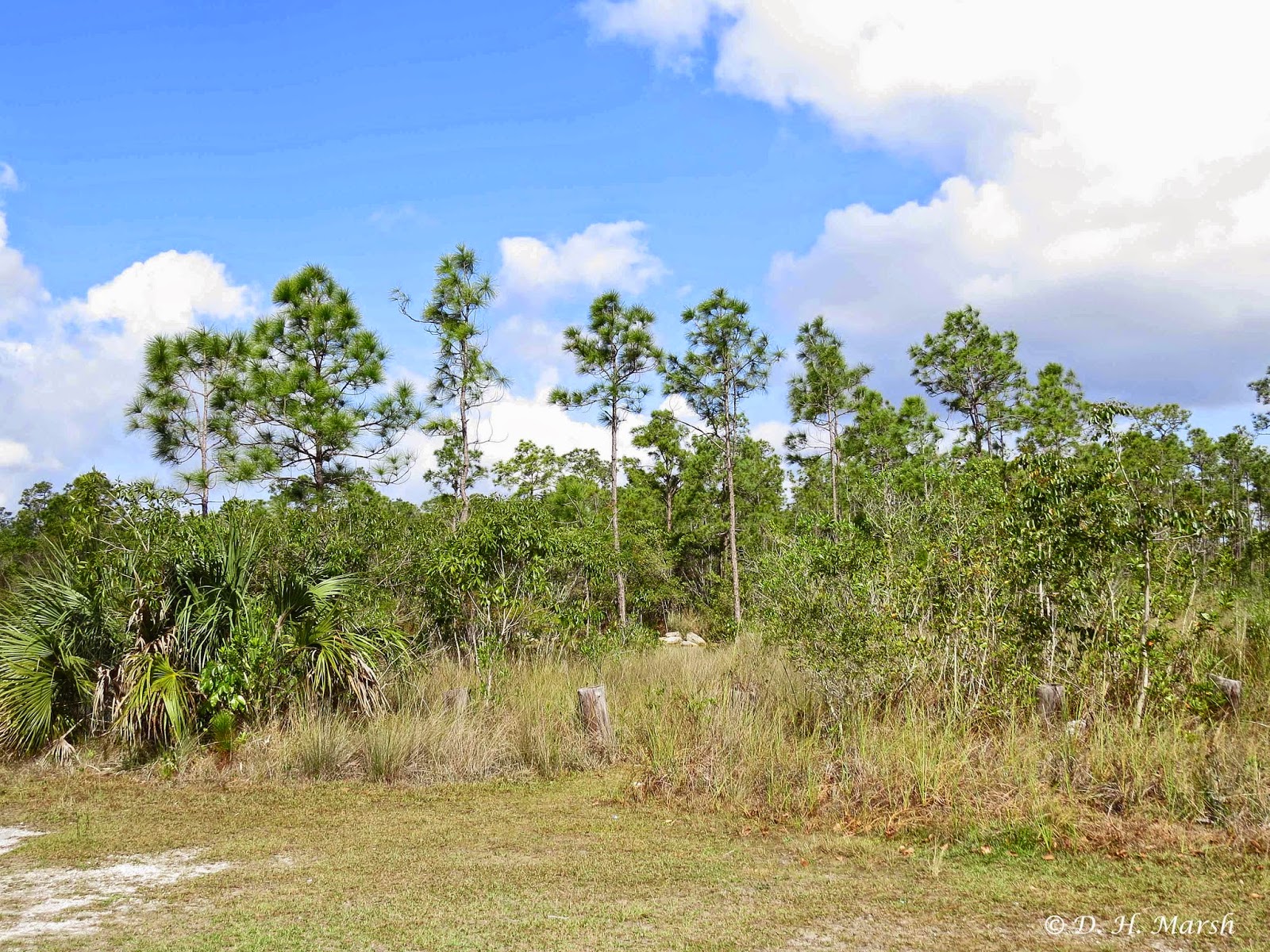 Around the Bend Florida�s Pine Rocklands and a Lovely Moth