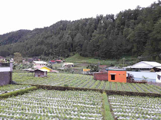 View of vegetable field in Sekipan