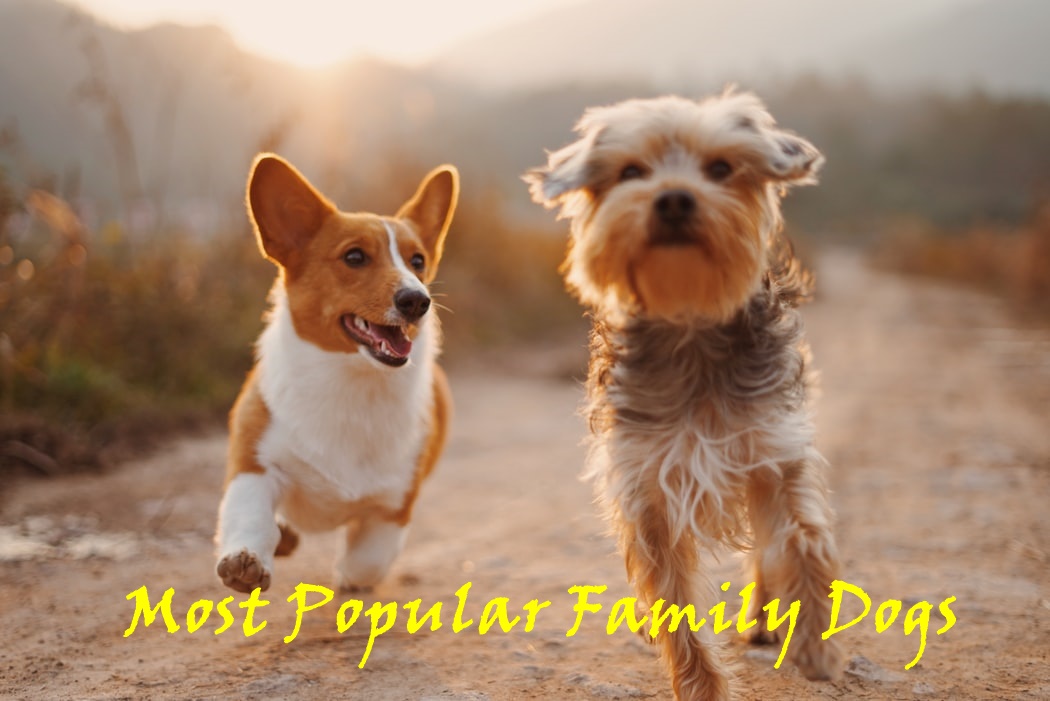 6 Most Popular Family Dogs