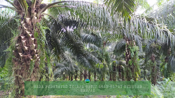 Cara Perawatan Kelapa Sawit Agar Dapat Berbuah Banyak Cara Perawatan Kelapa Sawit Agar Dapat Berbuah Banyak