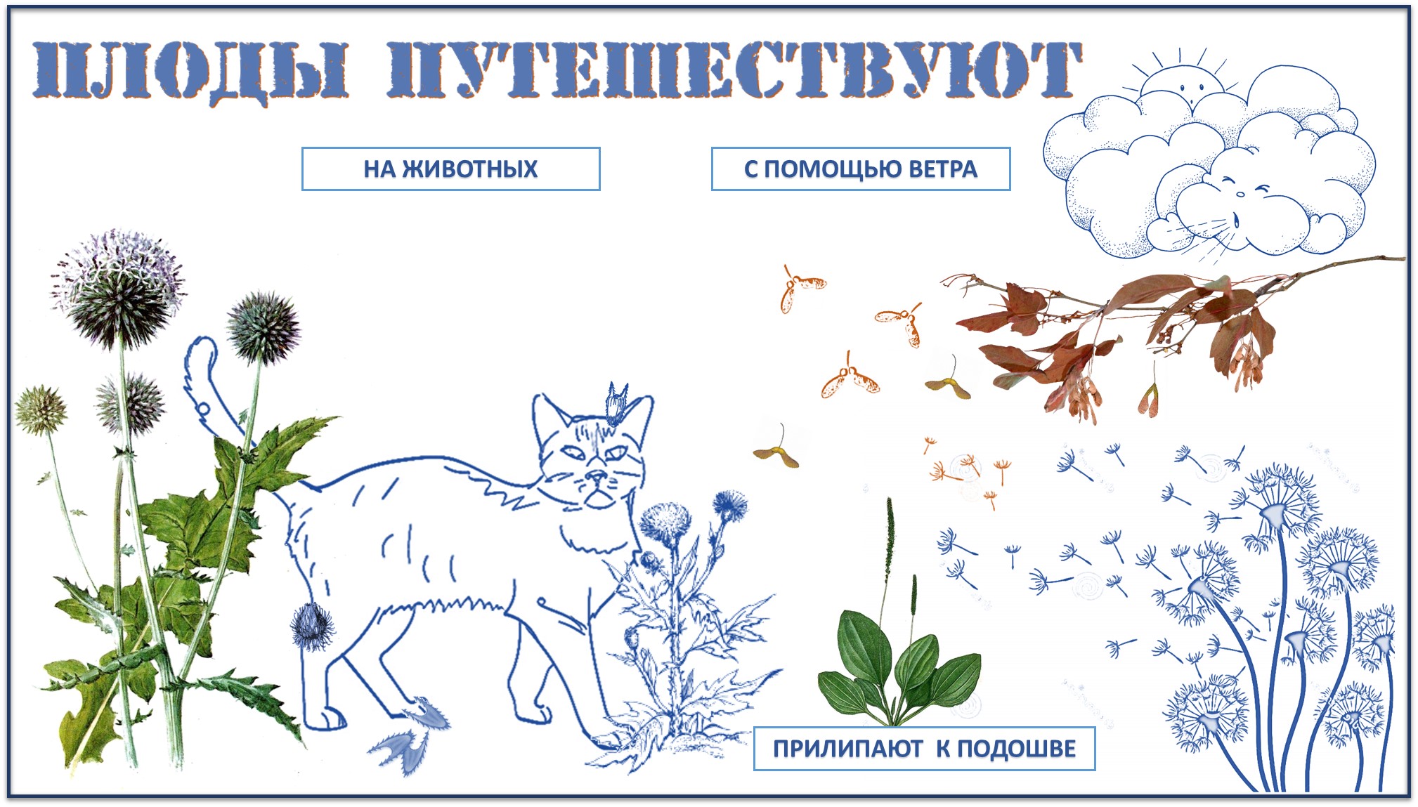 плоды путешествуют. плоды путешествуют 3 класс. плоды путешествуют 3 класс окружающий мир. размножение растений 3 класс плоды. как распространяются плоды и семена клена.