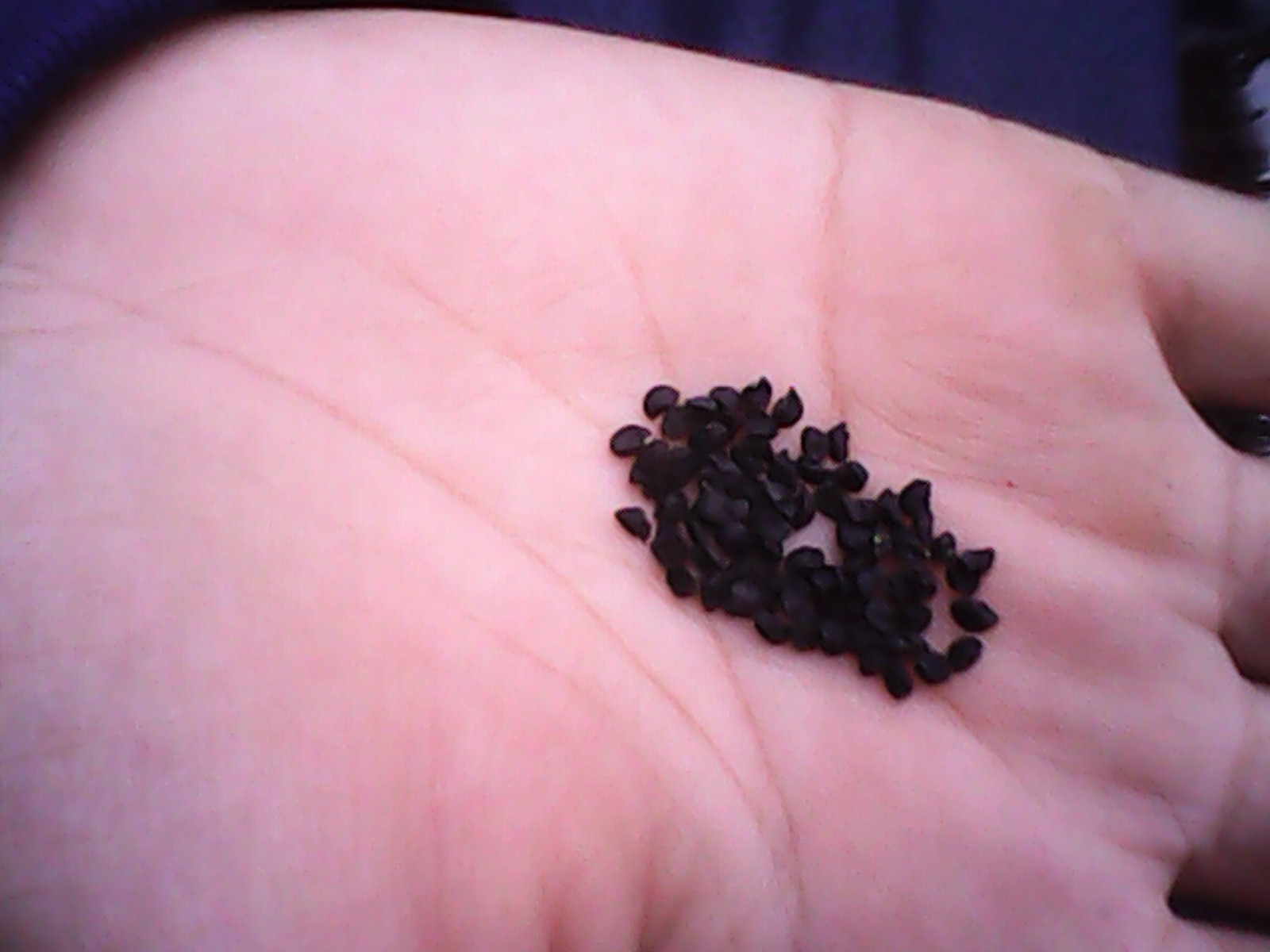 Greeneration Farm Onion Seed??