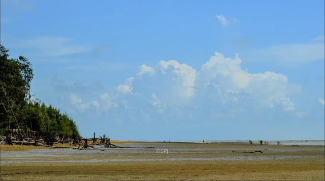 Bichitrapur Mangroves Forest