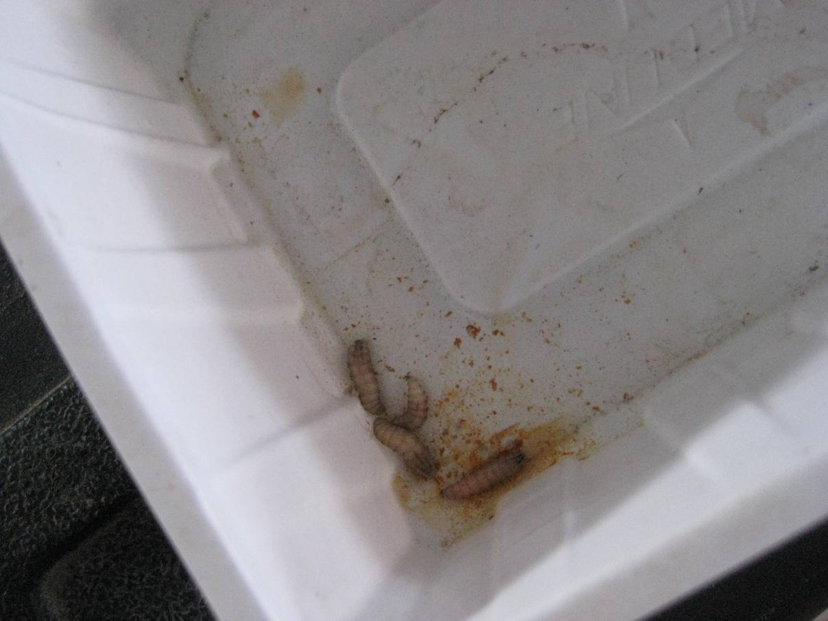 Facial Problems Noninjury