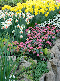 Centennial Park Conservatory Spring Flower Show 2014 daffodil cyclamen by garden muses-not another Toronto gardening blog