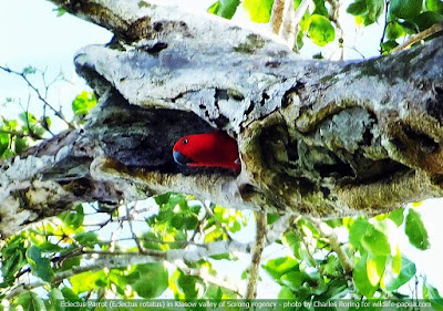 Parrots of West Papua Female Eclectus Parrot (Eclectus roratus)