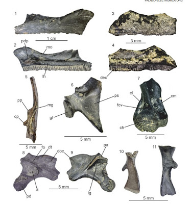 «Παραξενόφις» & «Περιεργόφις»: Δύο φίδια 6.000.000 ετών που υπήρχαν μόνο στις Σέρρες