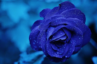 blue-rose,www.healthnote25.com