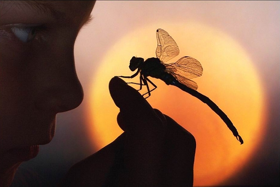 http://1.bp.blogspot.com/-t-jYYhYZEFU/TphuQvNjJmI/AAAAAAAAAA8/396ly_0MonI/s1600/Dragonfly%2526Boy.jpg