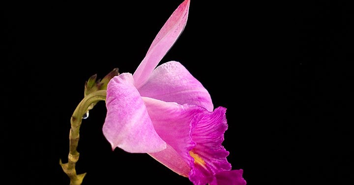 Orquídeas no Apê: Top 10 Orquídeas de Sol Pleno