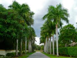 Bisnis Hobi Tanaman dan Pertanian : POHON PALEM CANTIK PENGHIAS RUMAH ...