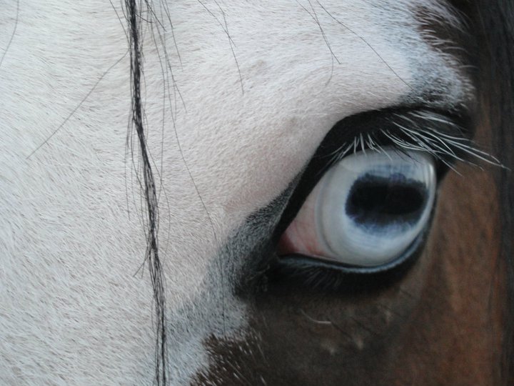 Do Horses Neigh When They Run? What eye colors can horses have?