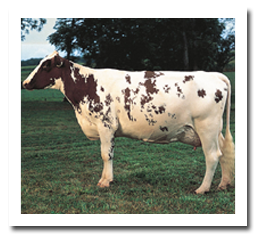 Ayrshire cattle breed characteristics