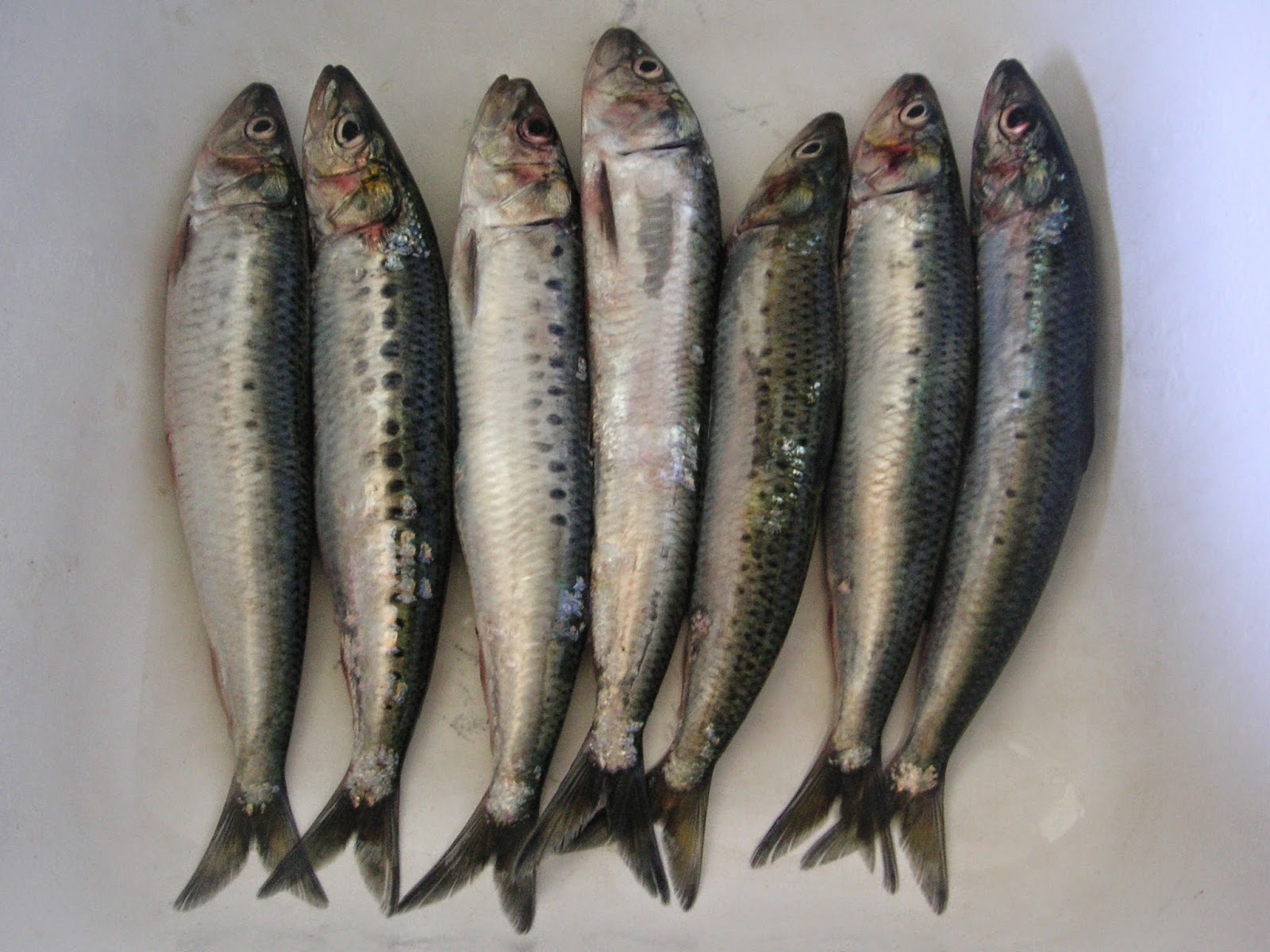 Nature ID Pacific sardine 04/02/14 Coast Guard Pier