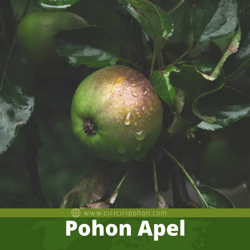 Pohon Apel