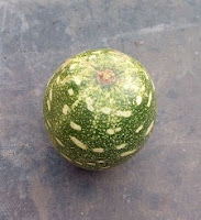 christmas melon tangiri