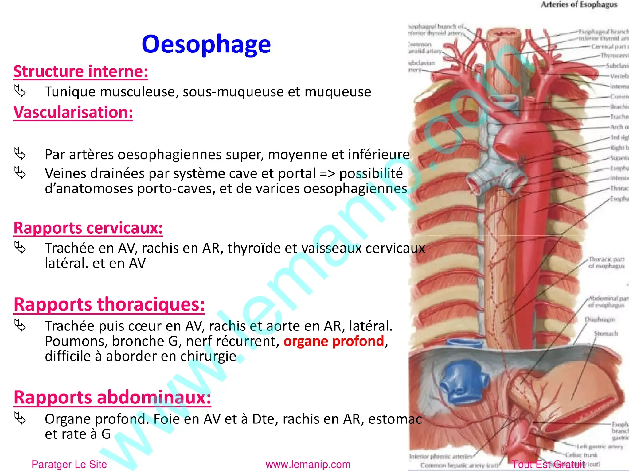 Oesophage: Structure interne et Vascularisation
