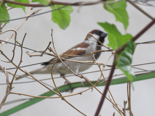 House Sparrow