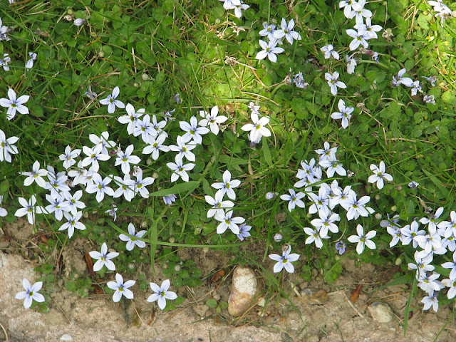 Pratia%2Bpedunculata.jpg