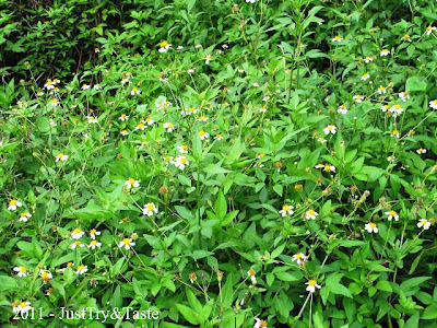 The Beauty of Wild, Sekedar Intermezo