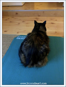 Action Packed Selfies with The B Team - Pandora Purrfecting Meatloaf Pose - Yoga Kitty @BionicBasil® The Sunday Selfies