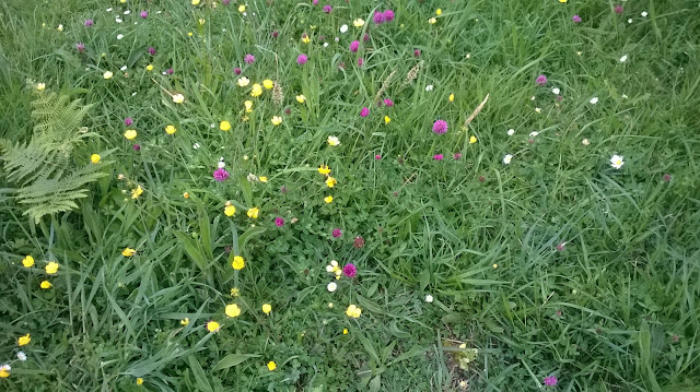 flores de colores Asturias