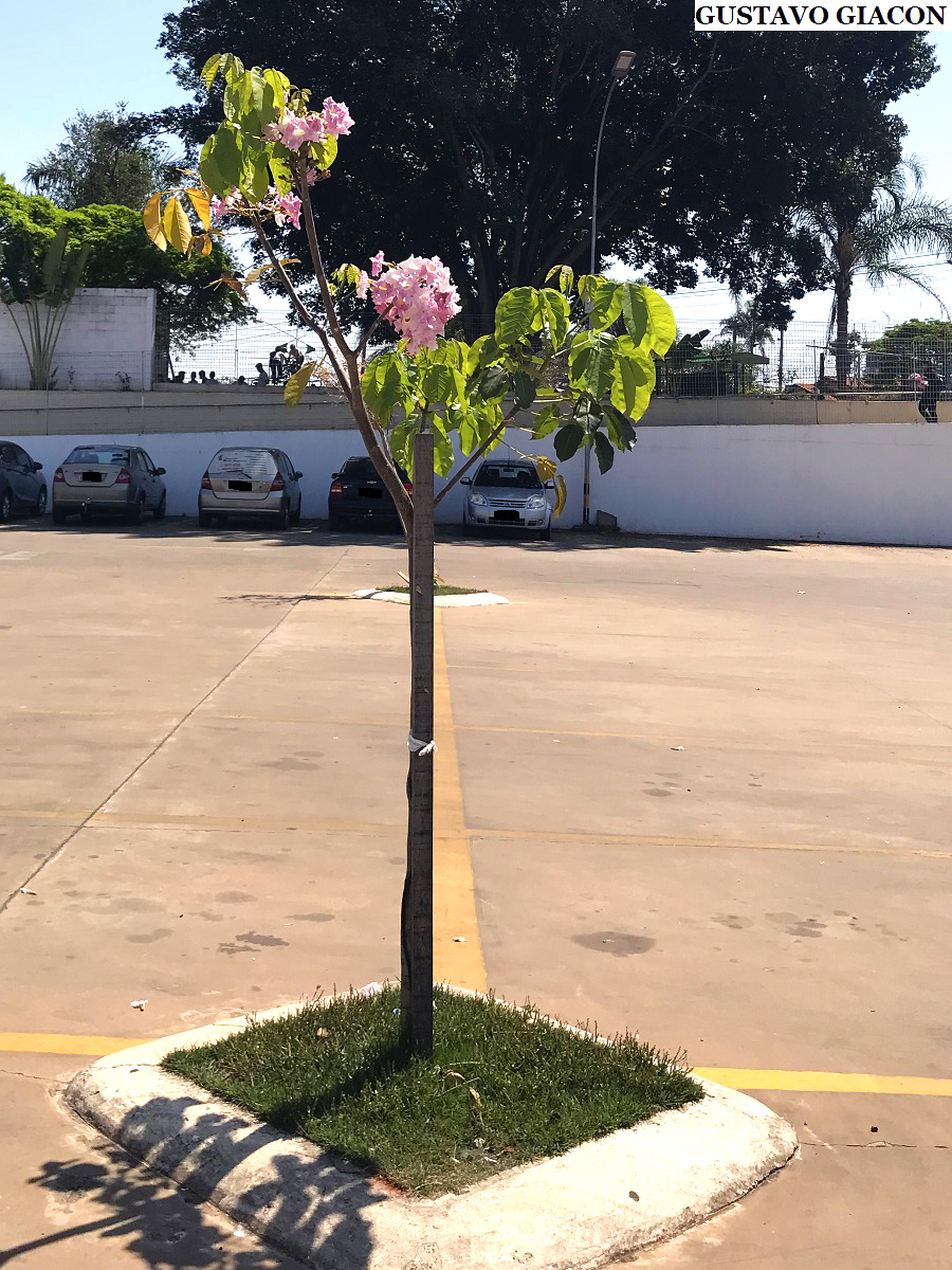 Viveiro Ciprest - Plantas Nativas e Exóticas: Ipê Rosa ( Tabebuia rosea )