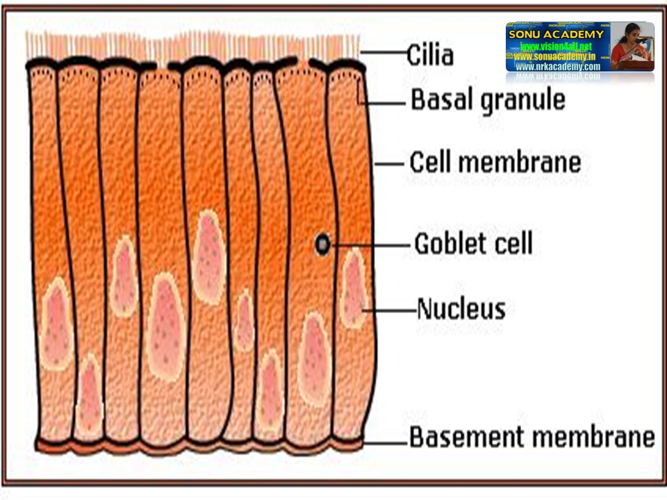Ciliated Epithelial Cells Diagram