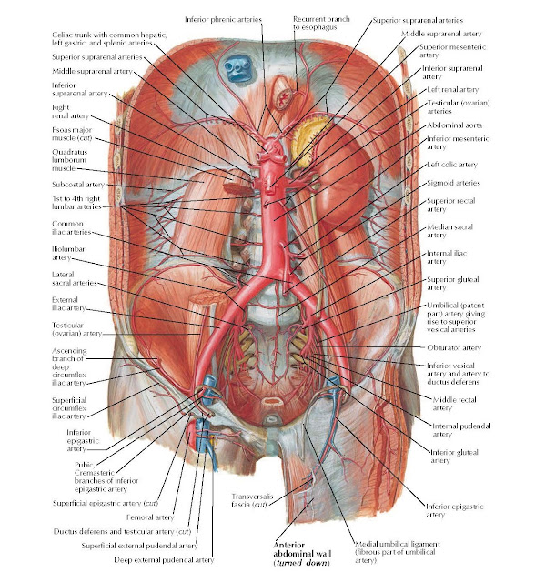 Arteries of Posterior Abdominal Wall Anatomy Inferior phrenic arteries, Celiac trunk with common hepatic, left gastric, and splenic arteries, Inferior suprarenal artery, Right renal artery, Psoas major muscle (cut), Superior suprarenal arteries, Middle suprarenal artery, Quadratus lumborum muscle, Subcostal artery 1st to 4th right lumbar arteries, Common iliac arteries Iliolumbar artery. Lateral sacral arteries, External iliac artery, Testicular (ovarian) artery, Ascending branch of deep circumflex iliac artery, Superficial circumflex iliac artery, Inferior epigastric artery, Pubic, Cremasteric branches of inferior epigastric artery, Superficial epigastric artery (cut), Deep external pudendal artery, Superficial external pudendal artery, Ductus deferens and testicular artery (cut), Femoral artery, Transversalis fascia (cut), Anterior abdominal wall (turned down), Medial umbilical ligament (fibrous part of umbilical artery), Inferior epigastric artery, Inferior gluteal artery, Internal pudendal artery, Middle rectal artery, Inferior vesical artery and artery to ductus deferens, Obturator artery, Umbilical (patent part) artery giving rise to superior vesical arteries, Superior gluteal artery, Internal iliac artery, Median sacral artery, Superior rectal artery, Sigmoid arteries, Left colic artery, Abdominal aorta, Left renal artery, Testicular (ovarian) arteries, Inferior mesenteric artery, Inferior suprarenal artery, Superior mesenteric artery, Middle suprarenal artery, Recurrent branch Superior suprarenal arteries to esophagus.