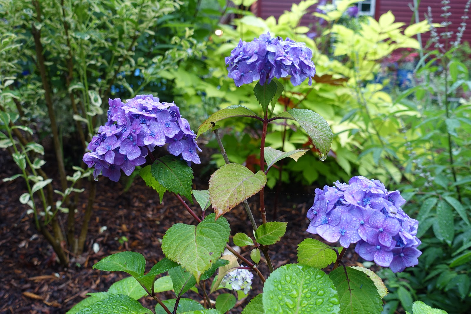 Proven Winners Colorchoice Plant Of The Week April 2018