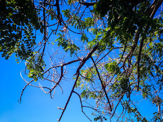 Tropical Beach Tree Leaves And Branches In The Dry Season On A Sunny Day At The Village