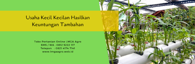 usaha kecil kecilan,usaha kecil,usaha pertanian,pertanian,lmga agro