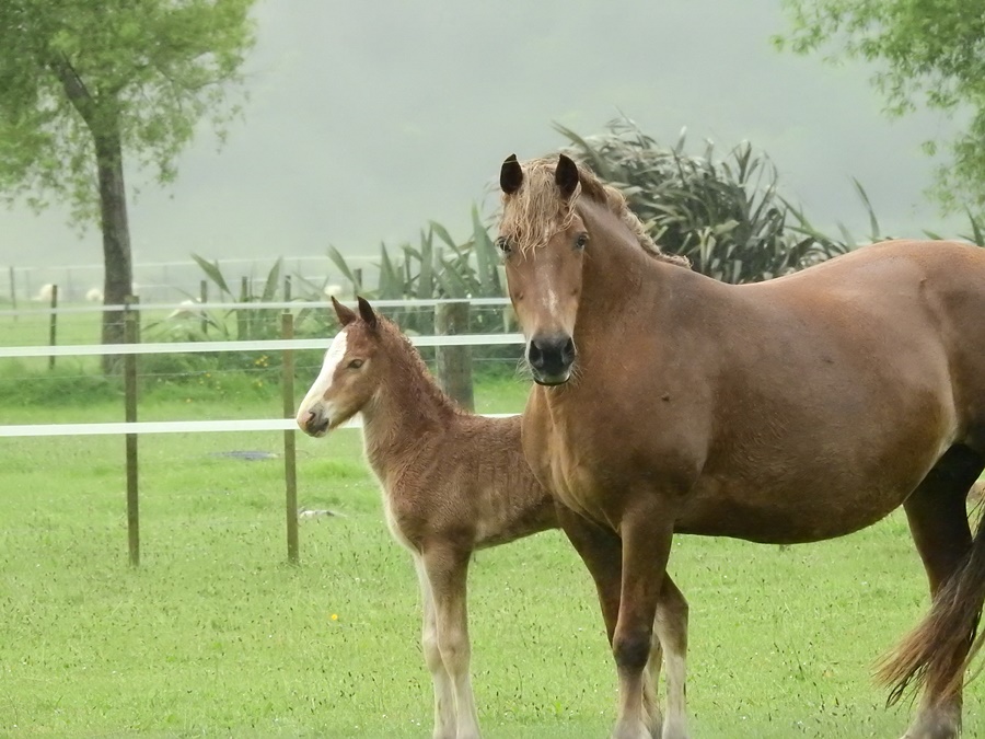 my views of New Zealand: Horses