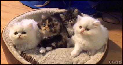 Https Encrypted Tbn0 Gstatic Com Images Q Tbn And9gcqj088hcfrkunhumi1xcsyst8ceeyulz0xlsq Usqp Cau