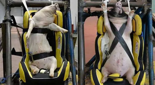News, World, China, Car, Crash Test, Vehicle Test, Researchers, Pig, America, Driver, Animals, They are Used for Crash Tests; It is Brutal to launch a Car Accident Test