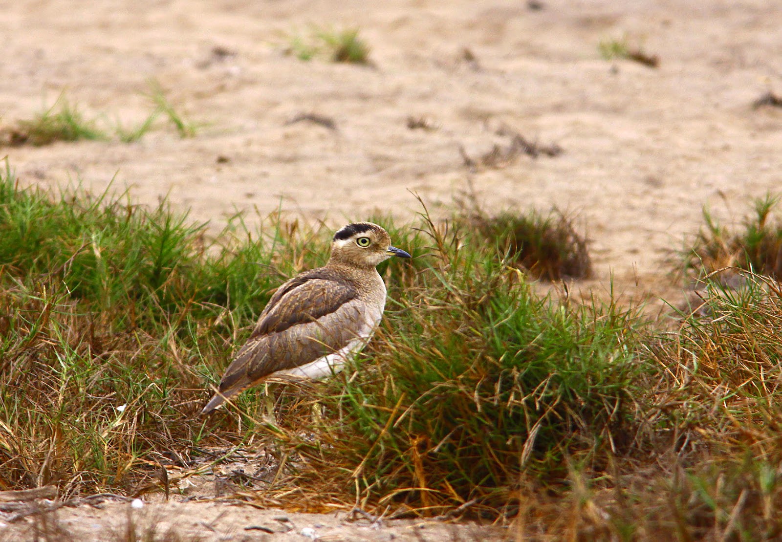 Peruvian Thickknee, Alejandro Tello