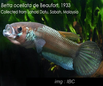Jenis Ikan Cupang Spesies Betta Ocellata Jenis Ikan Cupang Spesies Betta Ocellata