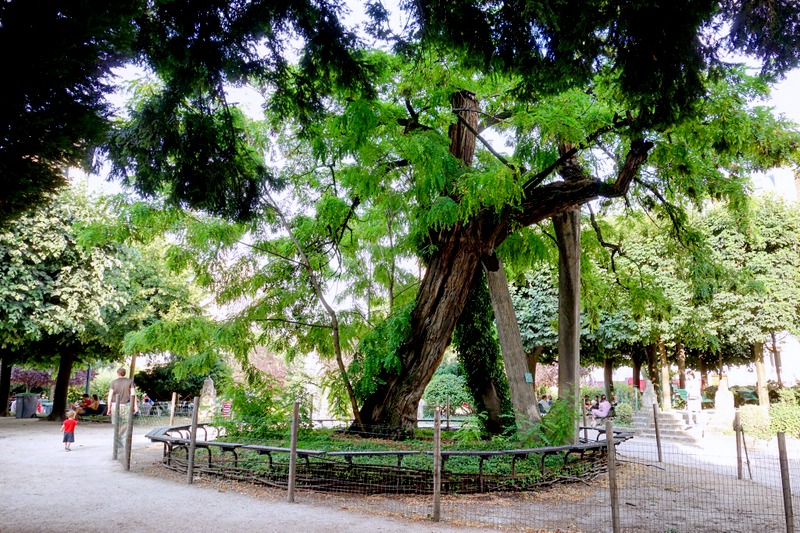 Paris Le plus vieil arbre de Paris, le robinier du square RenéViviani, sentinelle insolite Paris Le plus vieil arbre de Paris, le robinier du square RenéViviani, sentinelle insolite